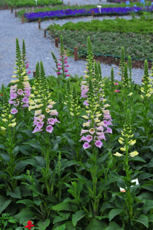 非比寻常的花花草草