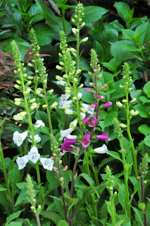 非比寻常的花花草草