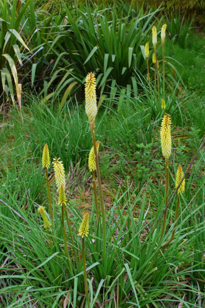 火把莲：百合科火炬花属，多年生草本植物，株高80～120厘米。产非洲南部地区。