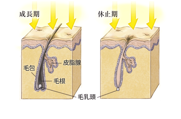 成长期和休止期毛发的样式区别