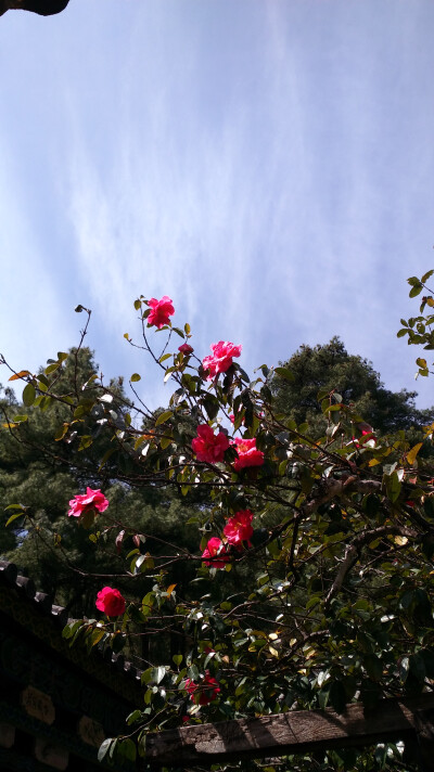 #晒春花# 玉峰寺的万朵山茶今年的最后一波