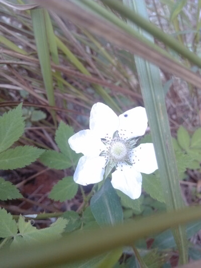 晒春花。不知名儿的小花