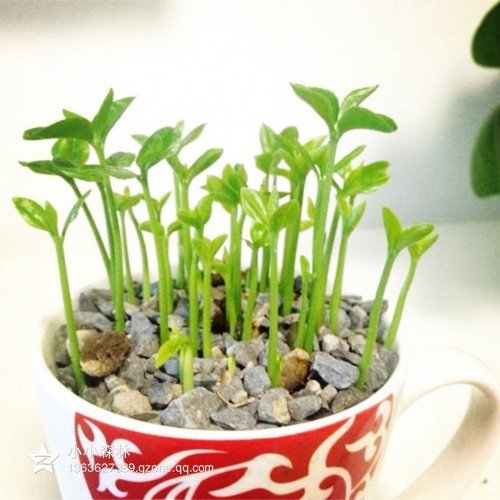  大家的柚子都开始陆续发芽了，看着自己种的柚子长出可爱的小绿芽，那种喜悦的心情只有种的亲懂的。
不管种大盆的还是小盆的，不管是放在厨房、客厅、还是房间里，每天看着它慢慢成长，是不是有种巨大的成就感哈~~ 还没有种的亲要赶紧了哇~~~~
喜欢养花的亲都知道，总是嫌自己家的阳台能不能再大点再大点~~ 不管啥花呀盆的只要买回来就直接往阳台扔。
得意了没几天，最后的最后。。。阳台上剩下的除了盆还是盆。 ：） 自从看到种子原来也可以成为盆栽后，我就开始迷上了。
自己DIY种，还可以放在室内，又干净又清新，真是高端大气上档次。 看看这一盆盆的绿油油的家伙，是不是特小资哈。 喜欢的亲也可以自己动手种起来噢