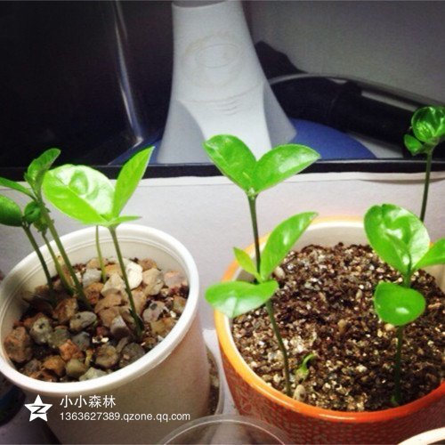  大家的柚子都开始陆续发芽了，看着自己种的柚子长出可爱的小绿芽，那种喜悦的心情只有种的亲懂的。
不管种大盆的还是小盆的，不管是放在厨房、客厅、还是房间里，每天看着它慢慢成长，是不是有种巨大的成就感哈~~ 还没有种的亲要赶紧了哇~~~~
喜欢养花的亲都知道，总是嫌自己家的阳台能不能再大点再大点~~ 不管啥花呀盆的只要买回来就直接往阳台扔。
得意了没几天，最后的最后。。。阳台上剩下的除了盆还是盆。 ：） 自从看到种子原来也可以成为盆栽后，我就开始迷上了。
自己DIY种，还可以放在室内，又干净又清新，真是高端大气上档次。 看看这一盆盆的绿油油的家伙，是不是特小资哈。 喜欢的亲也可以自己动手种起来噢