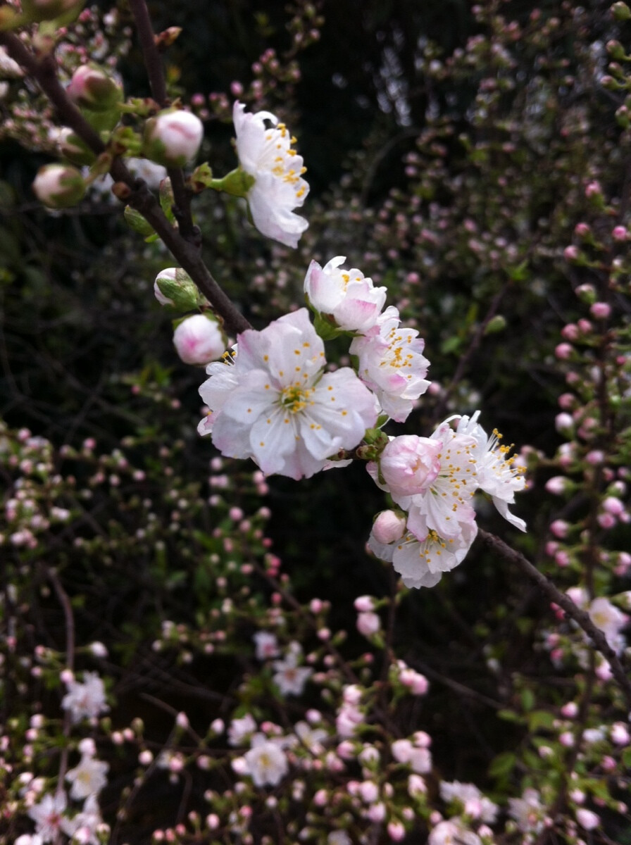 晒春花