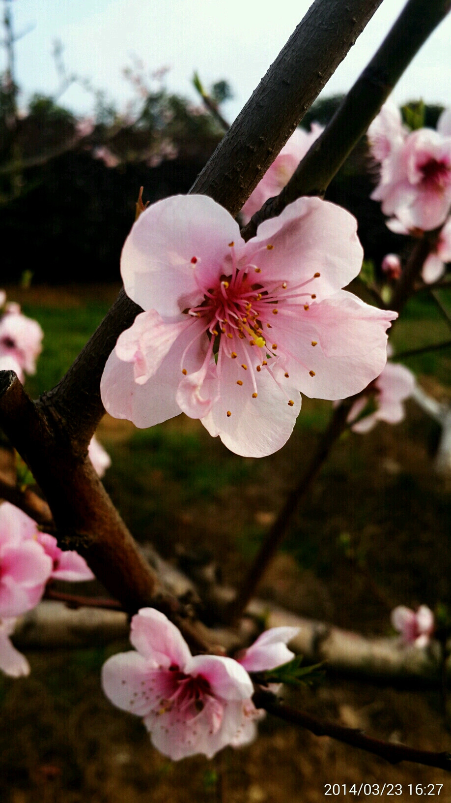 晒春花