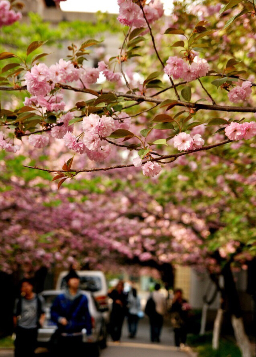 櫻花