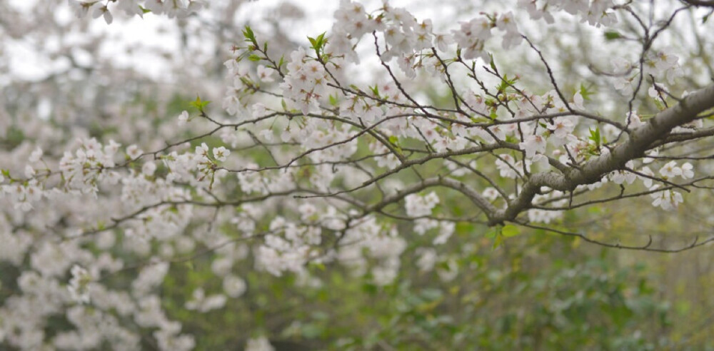 櫻花