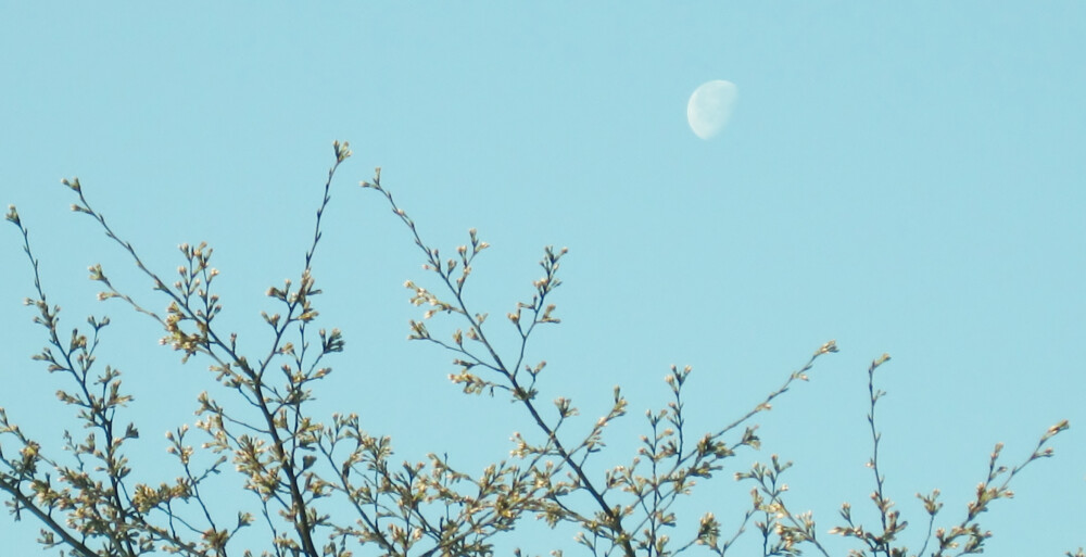 晒春花~~与月亮