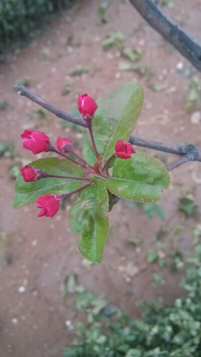 晒春花