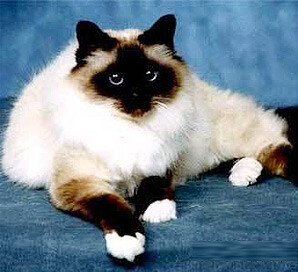 伯曼猫源于缅甸,又称缅甸圣猫,最早由古代缅甸寺庙里的僧侣饲养,视为护殿神猫,