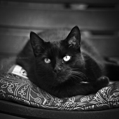 孟买猫是一个现代品种，在1958年由美国育种学家用缅甸猫（黑韶猫）和美国的黑色短毛猫杂交培育而成。由于其外貌酷似印度豹，故以印度的都市孟买命名。