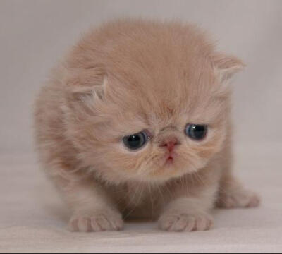 苏格兰折耳猫(Scottish Fold)是猫的一种在耳朵有基因突变的猫种。这种猫在软骨部份有一个折，使耳朵向前屈折，并指向头的前方。由于这猫种最初在苏格兰发现，所以以它的发现地和身体特征而命名。其后，这猫种在美国…