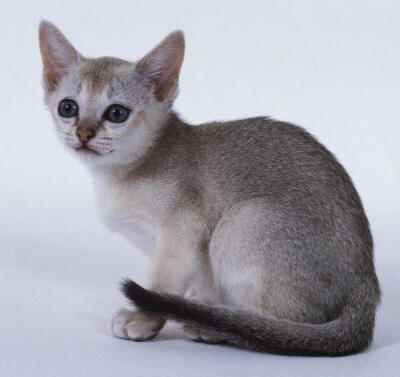 新加坡猫最早起源于新加坡，在二十世纪70年代初期，它们被发现是体形非常娇小的猫。新加坡猫性格文静，对主人非常忠诚。