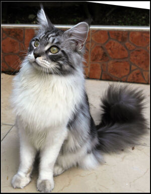  缅因猫，是北美洲自然产生的最早的长毛猫品种，原产于美国东岸缅因州附近。缅因猫是美国猫种当中“猫口”最多的种群，除了其聪颖与活泼广为人知以外，其独一无二巨大的体型也令人过目难忘。 缅因猫种起源于新英格兰并且是北美洲最老的天然猫种，同时使得它成为美国第一个本土展示猫。一般来自缅因州的品种都被视为最纯正