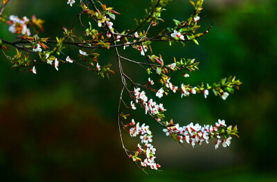 #晒春花#，小区