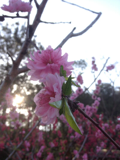 晒春花