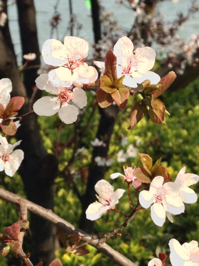 花季