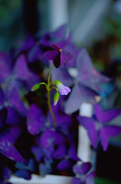 小盆栽---紫色三叶草