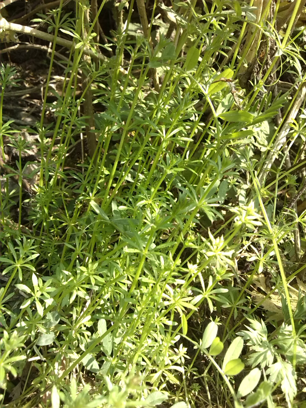 虽然你不知道它们叫什么但是看见它们的第一眼就深深