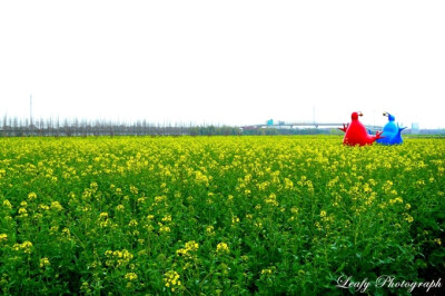 油呀么油菜花~