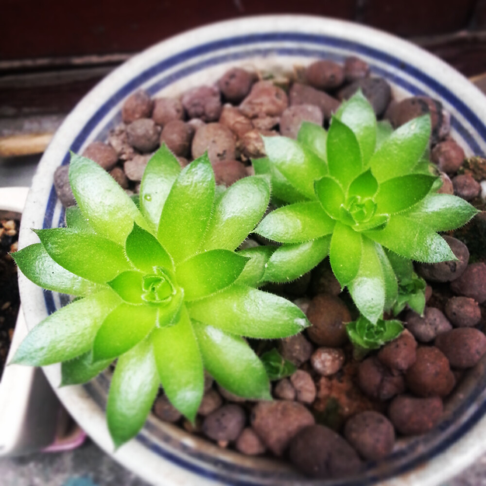 越来越好的两株#植物#多肉#