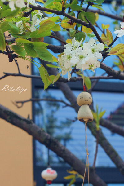 {.梨花.}小风铃，好欢乐的表情&amp;gt;.&amp;lt;\花草\\