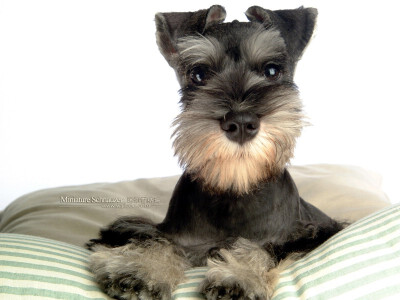 全名： 迷你雪纳瑞 简称： 迷你雪纳瑞/迷你雪 英文名： miniature schnauzer terrier 类型： 小型犬 分类： 梗类犬 伴侣犬 捕鼠犬 典型的迷你雪纳瑞聪明，活泼，顺从，机警，勇敢，服从命令。它很友好，聪明，…