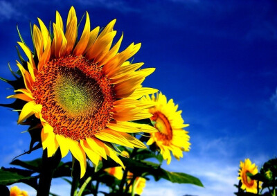 那簇簇的葵花，叶如蒲扇，花若金盘，高矮相间，茁壮挺拔。仰着盘子似的金色花冠，婷婷玉立。碧绿的叶子婆姿轻摇，在夕阳中，在阳光下，散发着迷人的光芒。 图片来源：http://www.bizhizu.cn/pic/1347.html