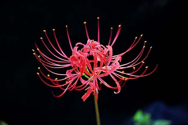 彼岸花，开一千年，落一千年， 花叶永不相见。情不为因果，缘注定生死。【你若安好灬便是晴天】