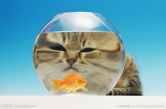喵星人与金鱼，永远是那么和谐的一对