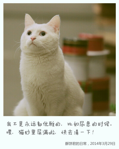 3月29日#酥饼君的日常# 我不是永远都优雅的，比如尿急的时候。喂，猫砂里屎满了，快去清一下！