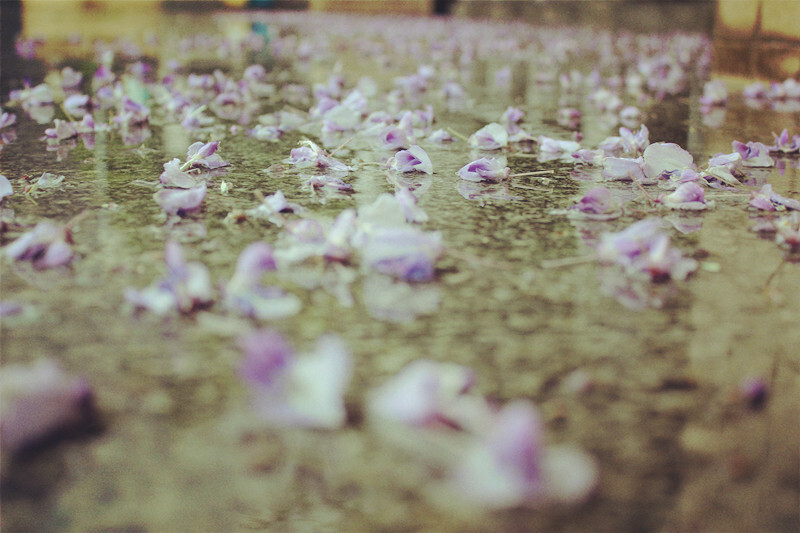 湿哒哒的地,紫色的雨.