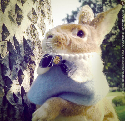 这只兔子名叫史大力，超级萌有没有！