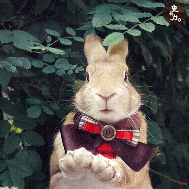 这只兔子名叫史大力，超级萌有没有！