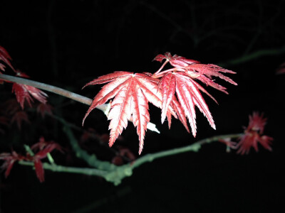 夜间红枫