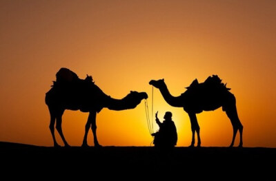 沙漠 日落 骆驼