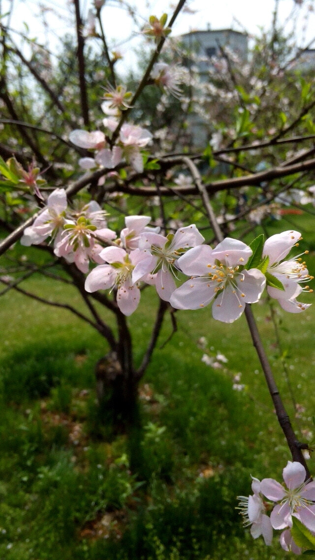 橘子洲的桃花。。