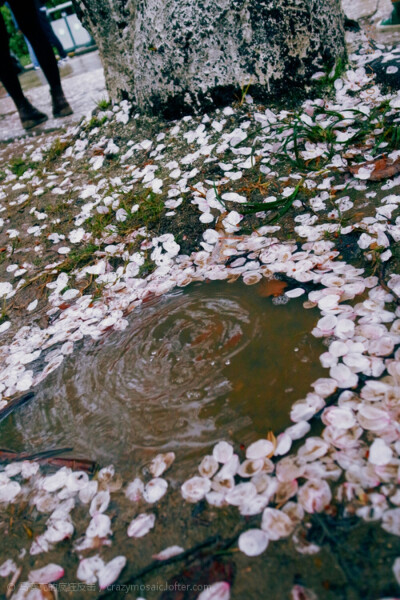 期待一場花雨.淹沒掉所有的不快。