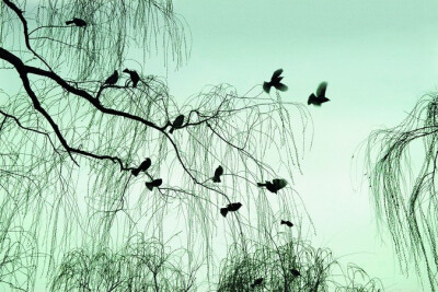 杭州柳浪闻莺图片。去过杭州的朋友一定不会忘记西湖十景吧~还记得那黄莺飞舞，竞相啼鸣的柳浪闻莺吗？ 春天到了，柳树抽出了嫩绿的枝芽，在春风下俏皮的“荡秋千”呢！而周围的黄莺、喜鹊也纷纷飞来伴奏，“叽叽叽”…