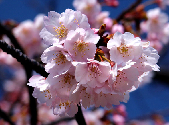 大山桜（おおやまざくら）