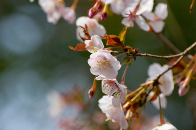 金豆桜（きんまめざくら）