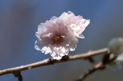 子福桜（こぶくざくら）