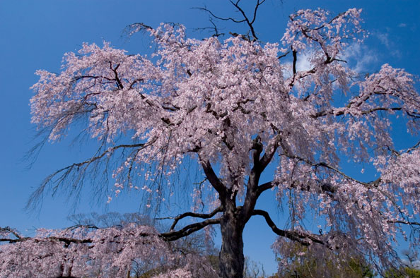 一重白彼岸枝垂桜（ひとえしろひがんしだれざくら）