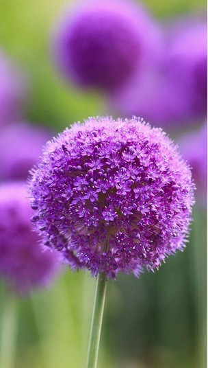 优美紫色花卉手机壁纸。花是美好的象征，有谁不爱呢！那开的朵朵完美的紫色花卉，优雅中又不乏花韵。那花美的令人动情。 图片来源： http://www.bizhizu.cn/bizhi/1465.html