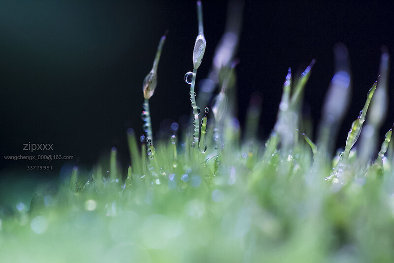 微距摄影 苔藓