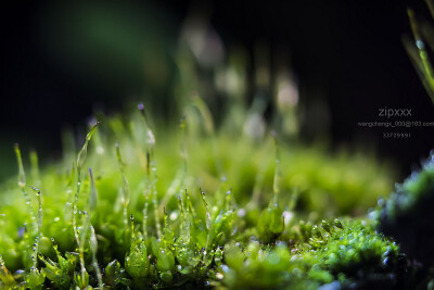 微距摄影 苔藓
