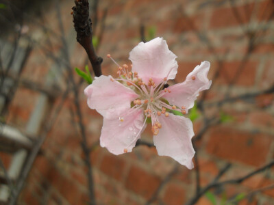 水蜜桃 桃花