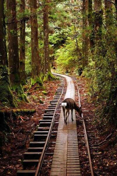 Yakushima, Japan