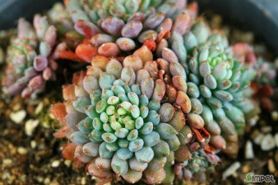 小蓝衣 Echeveria setosa v deminuta 룬데리